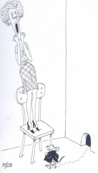 sexe de rat-humourenvrac